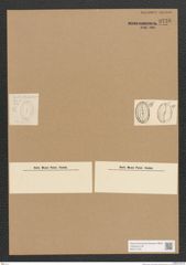 Diatomeae indet. Zeichnungen Sammlung Grunow Nr. 3736 (NHMW-BOT-W0371379)